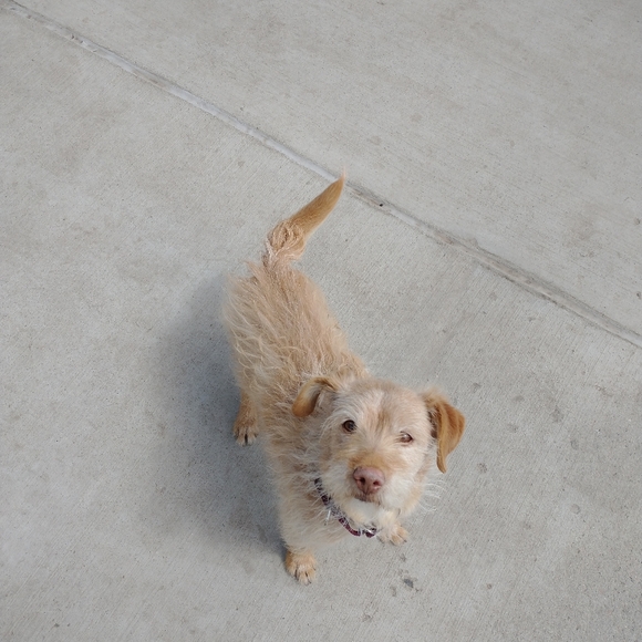 Foster dogs! - Picture 6 of 16